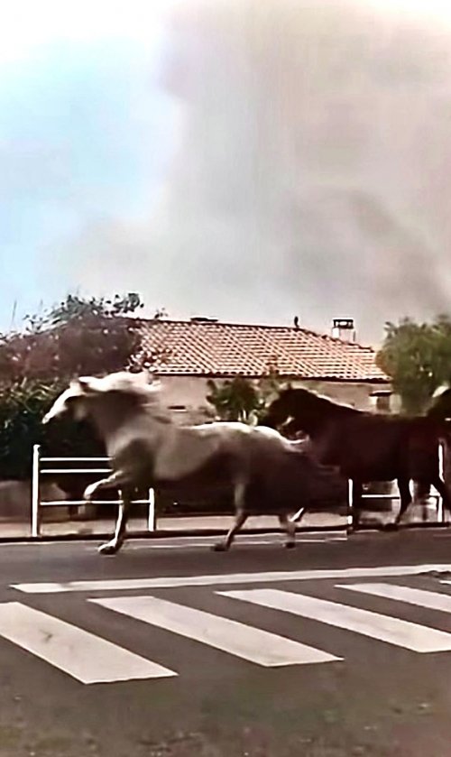chevaux été 2026